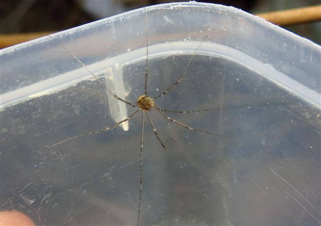 Leiobunum sp. (Sclerosomatidae)